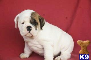English Bulldog Puppies for Sale